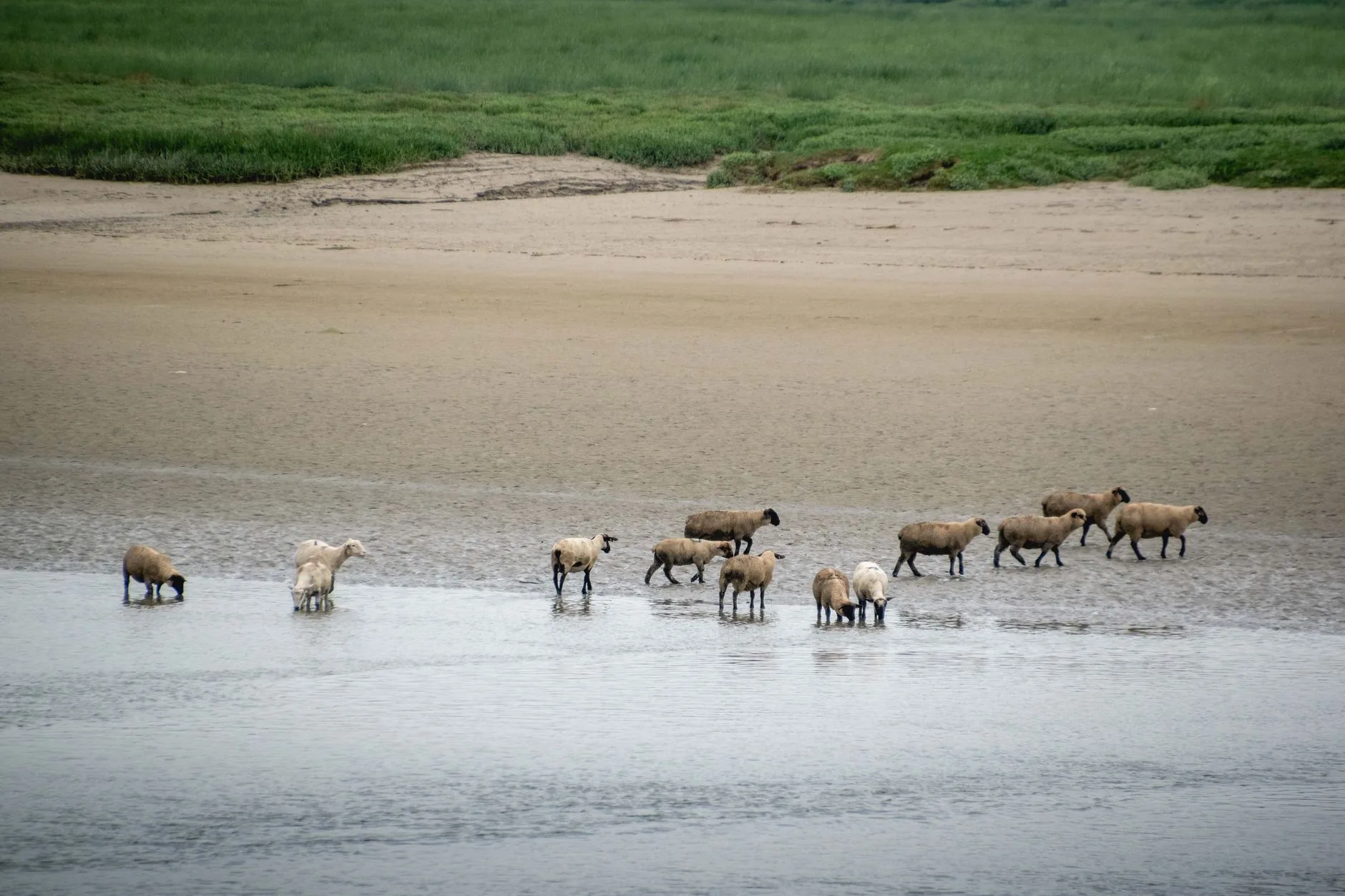 Moutons des prés salés au bord de la baie de Somme