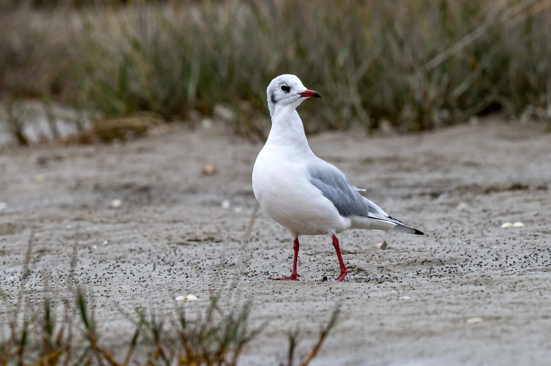 Le printemps : lumière claire et oiseaux migrateurs